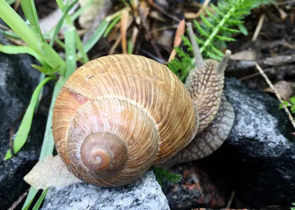 Caracol Pequeno Jardim Casca Rastejando Estrada Molhada Lesma Pressa Para — Fotografia de Stock