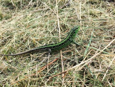 Kuru çimenlerde oturan vücut kertenkelesine güzel yeşil pullar temalı fotoğraf. Fotoğraf yeşil pullu, uzun kuyruklu vahşi hayvan kertenkelesinden oluşuyor. Doğal hayatta pek çok puldan yeşil kertenkele..