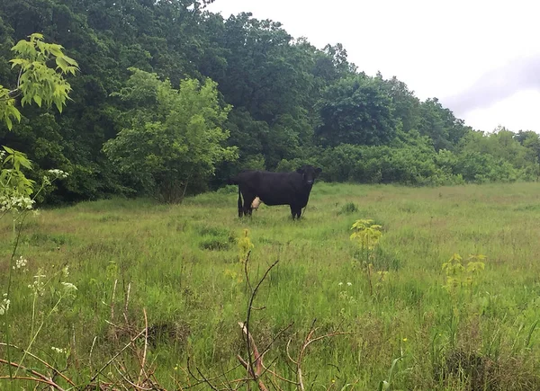 Photography Theme Beautiful Big Milk Cow Grazes Green Meadow Blue — Stock Photo, Image