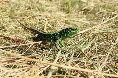 Kuru çimenlerde oturan vücut kertenkelesine güzel yeşil pullar temalı fotoğraf. Fotoğraf yeşil pullu, uzun kuyruklu vahşi hayvan kertenkelesinden oluşuyor. Doğal hayatta pek çok puldan yeşil kertenkele..