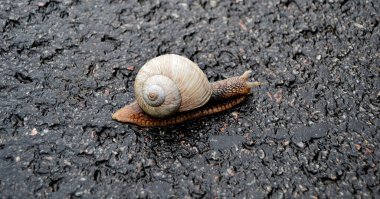 Islak yolda sürünen kabuklu büyük bahçe salyangozu. Salyangoz sarmaşığı, vücudu korumak için yenilebilir lezzetli kabuktan oluşur. Balçıktan kabuklu doğal hayvan salyangozu besleyici krema yapar..