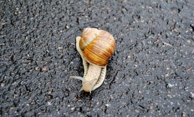 Islak yolda sürünen kabuklu büyük bahçe salyangozu. Salyangoz sarmaşığı, vücudu korumak için yenilebilir lezzetli kabuktan oluşur. Balçıktan kabuklu doğal hayvan salyangozu besleyici krema yapar..