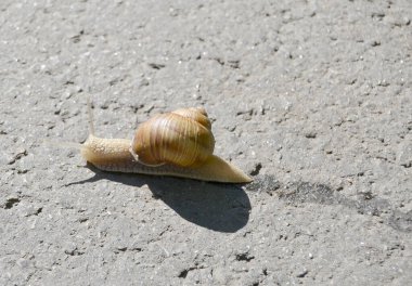 Islak yolda sürünen kabuklu büyük bahçe salyangozu. Salyangoz sarmaşığı, vücudu korumak için yenilebilir lezzetli kabuktan oluşur. Balçıktan kabuklu doğal hayvan salyangozu besleyici krema yapar..
