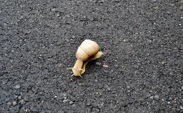 大きな庭のカタツムリのシェルのぬれた道路のホーム急いでクロールします カタツムリヘリックスは 体を保護するために食用おいしい食品コイルシェルで構成されています スライムから殻に天然の動物カタツムリは 栄養クリームを作ることができます — ストック写真