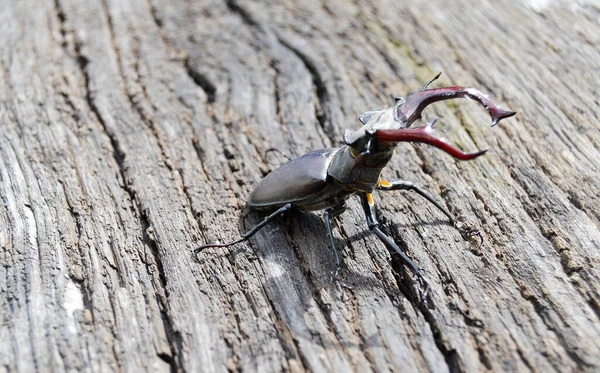 Mannelijke Hertenkever Met Lange Scherpe Kaken Het Wild Bos Zittend — Stockfoto