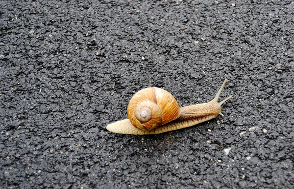 Grand Escargot Jardin Coquille Rampant Sur Route Humide Hâte Rentrer — Photo