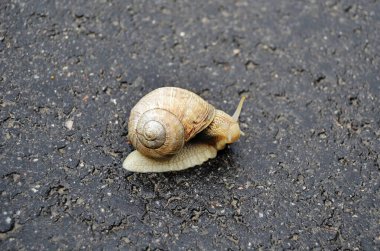 Islak yolda sürünen kabuklu büyük bahçe salyangozu. Salyangoz sarmaşığı, vücudu korumak için yenilebilir lezzetli kabuktan oluşur. Balçıktan kabuklu doğal hayvan salyangozu besleyici krema yapar..