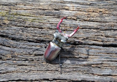 Vahşi ormanda uzun ve keskin çeneli erkek geyik böceği bir meşe ağacının gövdesinde oturuyor. Böcek geyiği büyük boynuzlardan oluşur, güzel güçlü bacaklar. Geyik böceği hayatın için saldırmaya hazır..