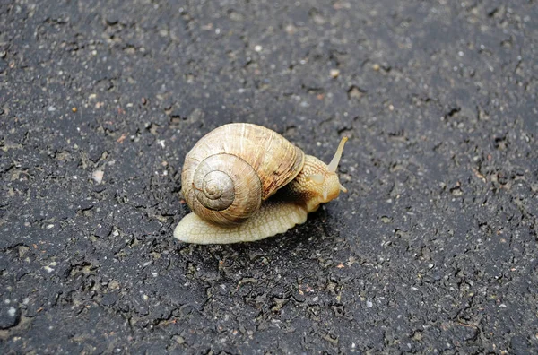 Caracol Grande Jardim Casca Rastejando Estrada Molhada Pressa Para Casa — Fotografia de Stock