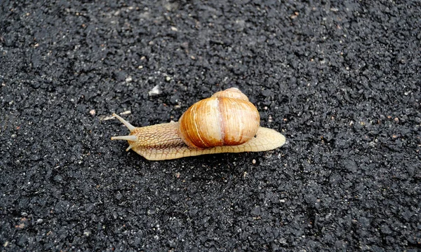 Grand Escargot Jardin Coquille Rampant Sur Route Humide Hâte Rentrer — Photo