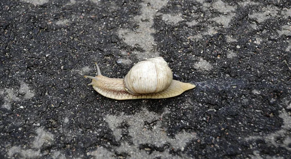 Caracol Grande Jardim Casca Rastejando Estrada Molhada Pressa Para Casa — Fotografia de Stock