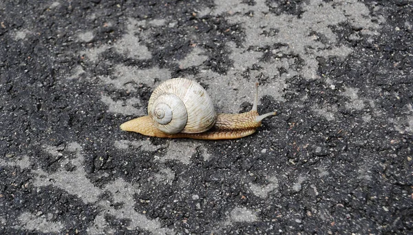 Caracol Grande Jardim Casca Rastejando Estrada Molhada Pressa Para Casa — Fotografia de Stock