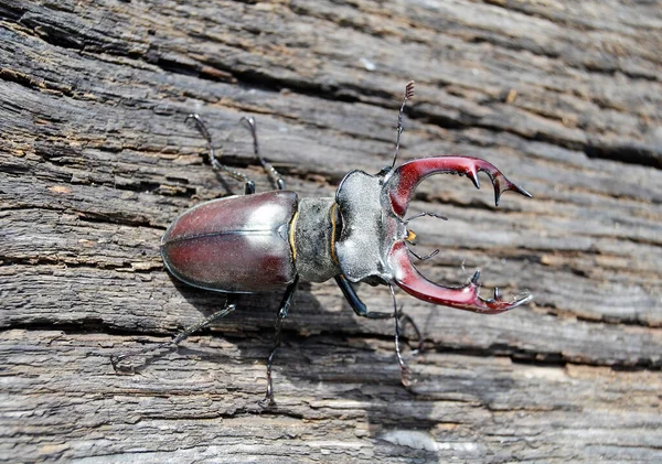 Mannelijke Hertenkever Met Lange Scherpe Kaken Het Wild Bos Zittend — Stockfoto