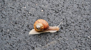 Islak yolda sürünen kabuklu büyük bahçe salyangozu. Salyangoz sarmaşığı, vücudu korumak için yenilebilir lezzetli kabuktan oluşur. Balçıktan kabuklu doğal hayvan salyangozu besleyici krema yapar..