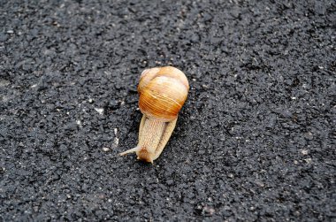 Islak yolda sürünen kabuklu büyük bahçe salyangozu. Salyangoz sarmaşığı, vücudu korumak için yenilebilir lezzetli kabuktan oluşur. Balçıktan kabuklu doğal hayvan salyangozu besleyici krema yapar..