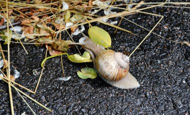 Islak yolda sürünen kabuklu büyük bahçe salyangozu. Salyangoz sarmaşığı, vücudu korumak için yenilebilir lezzetli kabuktan oluşur. Balçıktan kabuklu doğal hayvan salyangozu besleyici krema yapar..