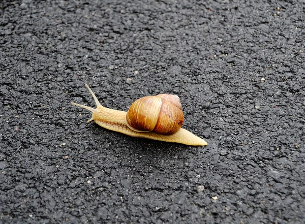 Caracol Grande Jardim Casca Rastejando Estrada Molhada Pressa Para Casa — Fotografia de Stock