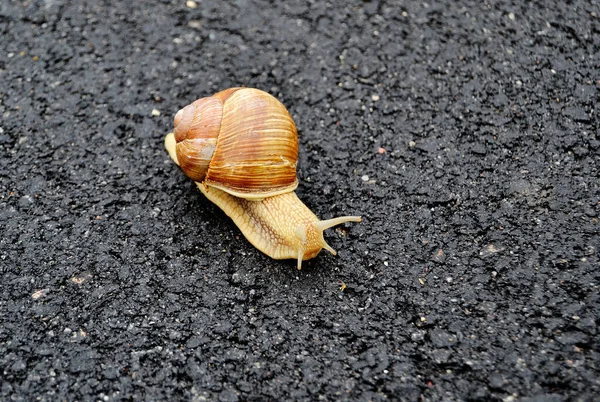 大花园蜗牛在潮湿的路上爬行 赶紧回家 蜗牛螺旋是由可食用的美味食品卷壳组成的 以保护身体 用黏液制成的壳中的天然动物蜗牛可以制成滋养奶油 — 图库照片
