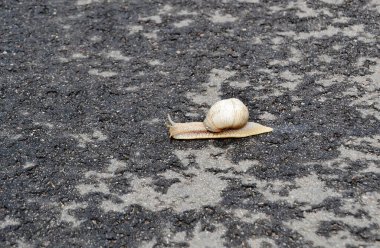 Islak yolda sürünen kabuklu büyük bahçe salyangozu. Salyangoz sarmaşığı, vücudu korumak için yenilebilir lezzetli kabuktan oluşur. Balçıktan kabuklu doğal hayvan salyangozu besleyici krema yapar..