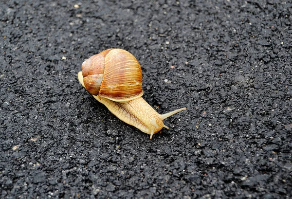 大花园蜗牛在潮湿的路上爬行 赶紧回家 蜗牛螺旋是由可食用的美味食品卷壳组成的 以保护身体 用黏液制成的壳中的天然动物蜗牛可以制成滋养奶油 — 图库照片
