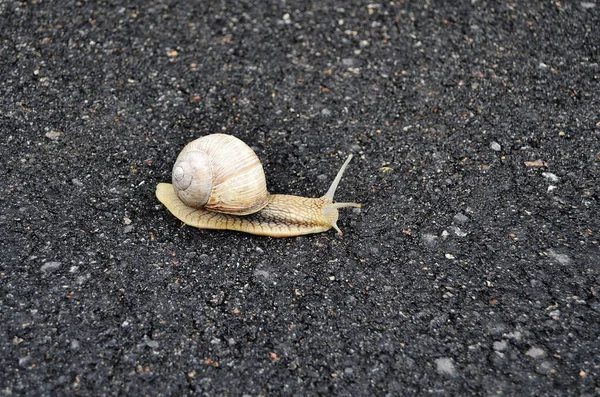 大きな庭のカタツムリのシェルのぬれた道路のホーム急いでクロールします カタツムリヘリックスは 体を保護するために食用おいしい食品コイルシェルで構成されています スライムから殻に天然の動物カタツムリは 栄養クリームを作ることができます — ストック写真