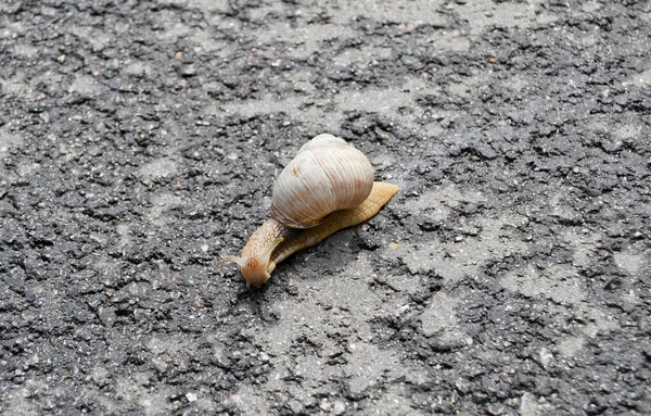 Ένα Μεγάλο Σαλιγκάρι Κέλυφος Σέρνεται Στο Βρεγμένο Δρόμο Και Επιστρέφει — Φωτογραφία Αρχείου