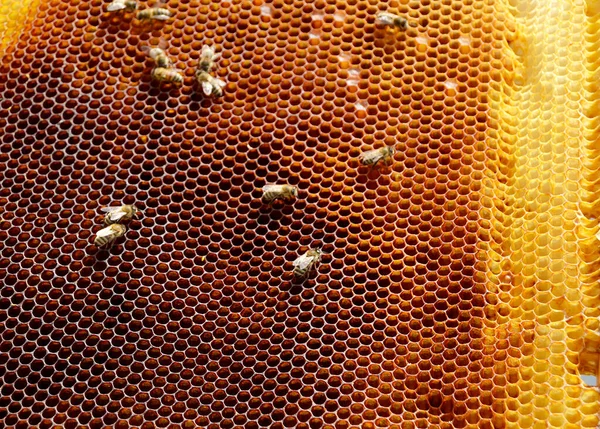 概要六角形の構造は 蜂の巣状に金色の蜂蜜で満たされたハニカムである ミツバチの村から蜂蜜で構成されるハニカム夏の組成物 ミツバチの蜂蜜の農村地方へのハニカム — ストック写真
