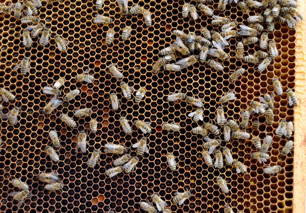 Estructura Hexágono Abstracta Panal Abeja Colmena Llena Miel Oro Composición — Foto de Stock