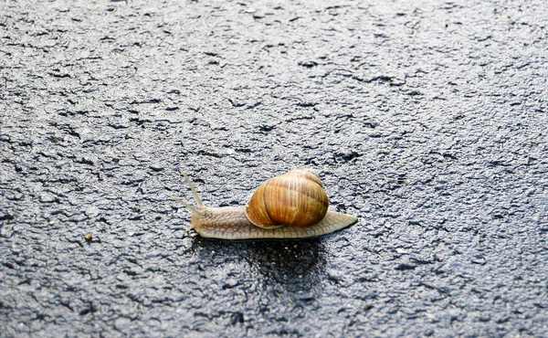 大きな庭のカタツムリのシェルのぬれた道路のホーム急いでクロールします カタツムリヘリックスは 体を保護するために食用おいしい食品コイルシェルで構成されています スライムから殻に天然の動物カタツムリは 栄養クリームを作ることができます — ストック写真