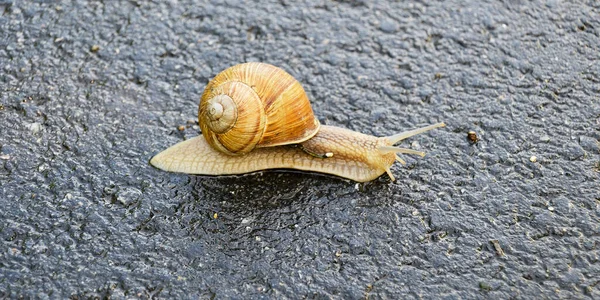 大きな庭のカタツムリのシェルのぬれた道路のホーム急いでクロールします カタツムリヘリックスは 体を保護するために食用おいしい食品コイルシェルで構成されています スライムから殻に天然の動物カタツムリは 栄養クリームを作ることができます — ストック写真