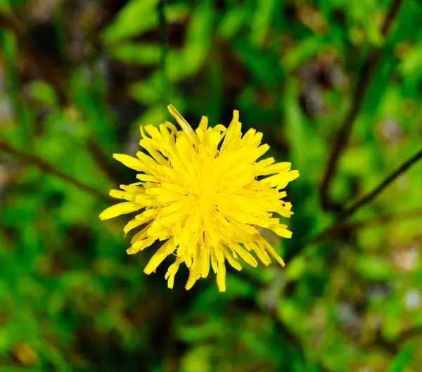 Bela Flor Macia Dente Leão Fundo Colorido Close Fotografia Que — Fotografia de Stock