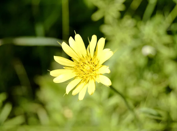 Gyönyörű Bolyhos Virágzó Virág Kamilla Színes Háttér Közeli Fényképezés Álló — Stock Fotó