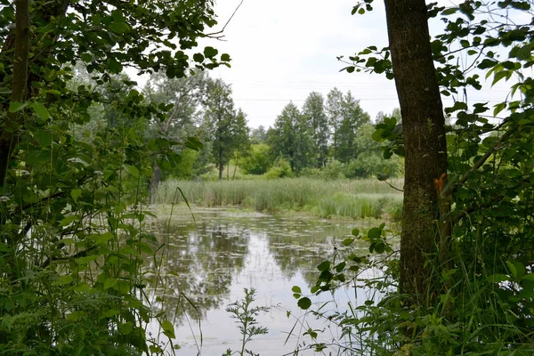 Beautiful Grass Swamp Reed Growing Shore Reservoir Countryside Colored Background — 스톡 사진