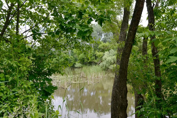 Красивая Тростниковая Трость Растущая Береговом Водохранилище Сельской Местности Цветном Фоне — стоковое фото