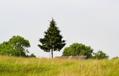 Doğal renklere sahip köy çayırında güzel bir ufuk manzarası. Ufuk manzarasından oluşan fotoğrafçılık, çayırdaki Meadow Village 'da. Horizon Doğa Manzarası Köy Çayırı Hayvanlar İçin.