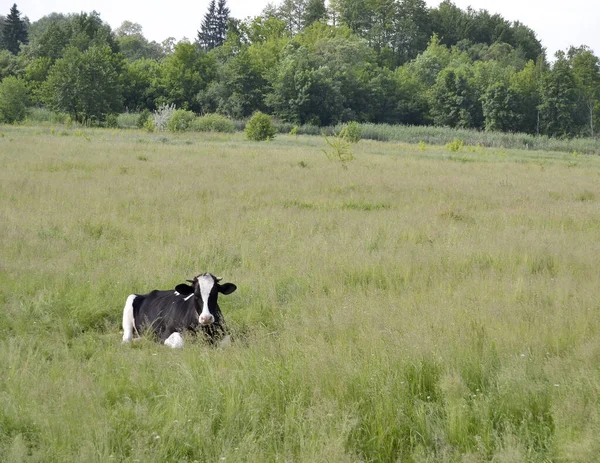 Фотография Тему Красивой Большой Молочной Коровы Пасется Зеленом Лугу Голубым — стоковое фото