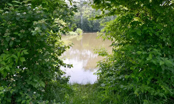 Beautiful Grass Swamp Reed Growing Shore Reservoir Countryside Colored Background — 스톡 사진