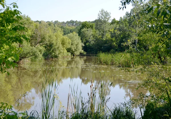 Beautiful Grass Swamp Reed Growing Shore Reservoir Countryside Colored Background — 스톡 사진