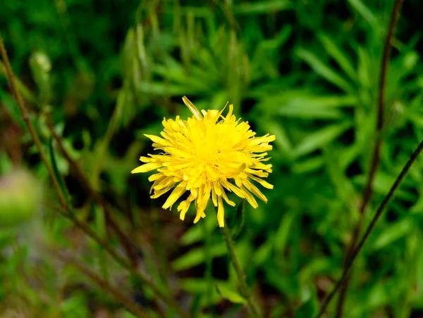 Vackra Fluffiga Blommande Blomma Maskros Färgad Bakgrund Närbild Fotografering Som — Stockfoto