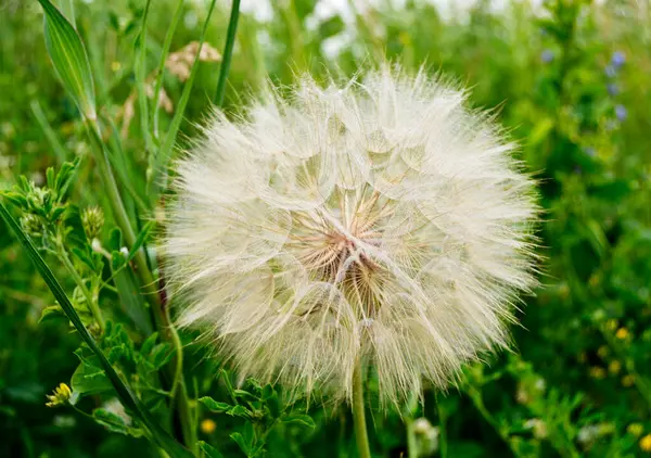 Schöne Flauschig Blühende Blume Löwenzahn Auf Farbigem Hintergrund Aus Nächster — Stockfoto