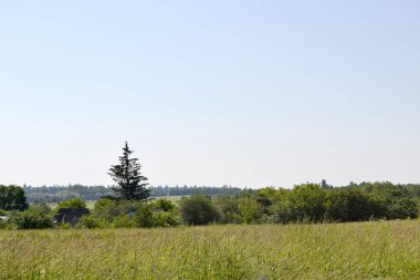 Doğal renklere sahip köy çayırında güzel bir ufuk manzarası. Ufuk manzarasından oluşan fotoğrafçılık, çayırdaki Meadow Village 'da. Horizon Doğa Manzarası Köy Çayırı Hayvanlar İçin.