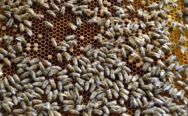 Αφηρημένη Εξάγωνη Δομή Είναι Κηρήθρα Από Κυψέλη Μέλισσας Γεμάτη Χρυσό — Φωτογραφία Αρχείου