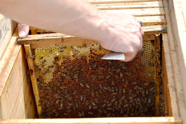 Abeja Alada Vuela Lentamente Apicultor Recoger Néctar Colmenar Privado Las —  Fotos de Stock