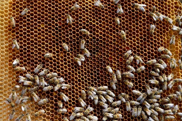 Abstrakt Hexagon Struktur Bikupa Fylld Med Gyllene Honung Honungskammens Sommarkomposition — Stockfoto