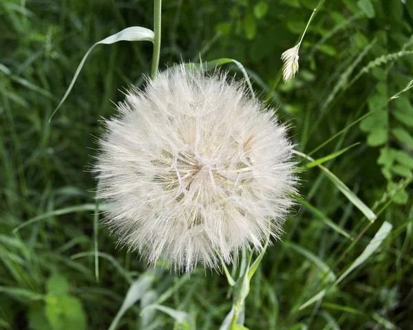 Schöne Flauschig Blühende Blume Löwenzahn Auf Farbigem Hintergrund Aus Nächster — Stockfoto