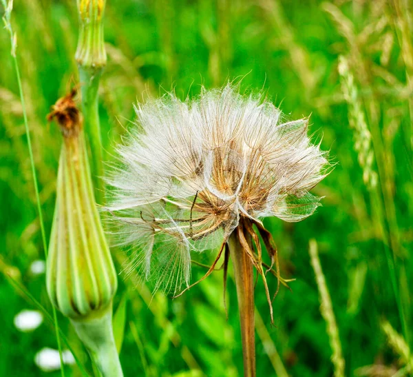 Schöne Flauschig Blühende Blume Löwenzahn Auf Farbigem Hintergrund Aus Nächster — Stockfoto