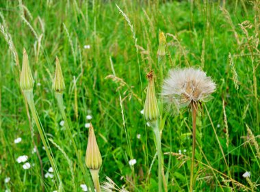 Renkli arka planda çiçek açan güzel tüylü karahindiba yakın plan. Fotoğraf tarlada çiçek açan pofuduk karahindibalardan oluşur. Tüylü çiçek açan karahindiba otlakta.