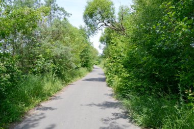 Renkli arka planda, kırsal alanda güzel boş asfalt yol. Fotoğrafçılık, kırsal kesimden geçen yeni boş asfalt yolu içeriyor. Yeşillik kırsalında hız aracı için boş asfalt yol
