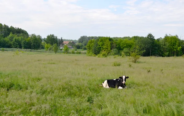 Photography Theme Beautiful Big Milk Cow Grazes Green Meadow Blue — Stock Photo, Image