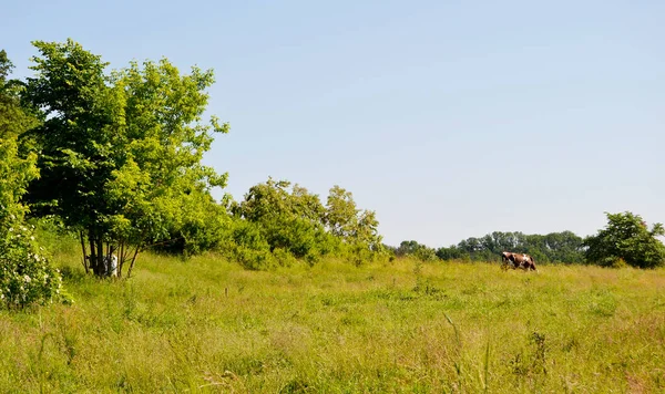 Fotografía Sobre Tema Hermosa Vaca Lechera Pastos Prado Verde Bajo — Foto de Stock